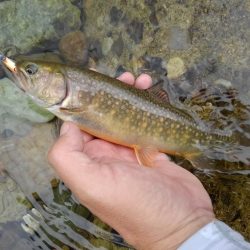 渓流ベイトフィネス初挑戦